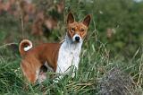 BASENJI 069